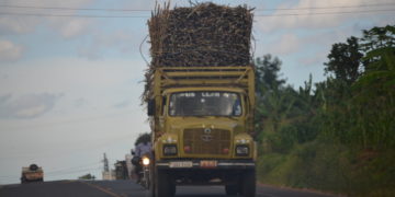 Busoga: Covid-19, the sugar barons & the bitter taste of cane