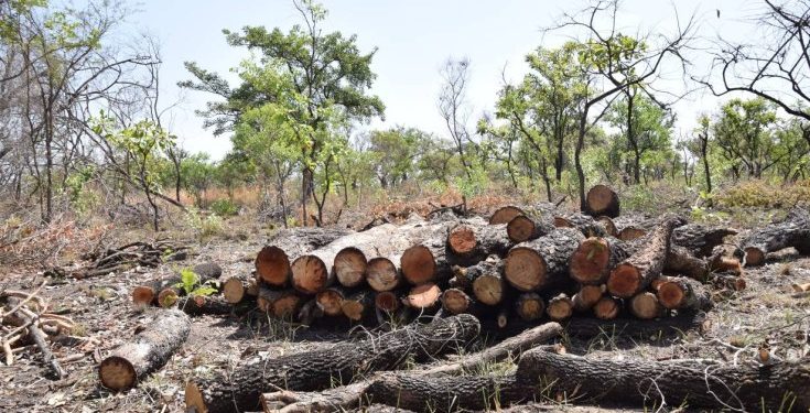 Trees that have been cut down in Palaro, Gulu district. CREDIT: Web image