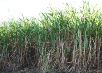 Permit exploitation leaves Busoga’s sugarcane farmers with a bitter taste in their mouths