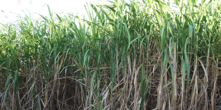 Sugarcane plantation. CREDIT: Web image