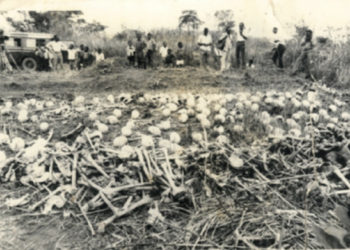 Luweero Triangle War