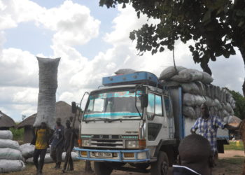 Charcoal business threatens northern Uganda’s tree species