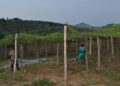 Passion fruit farm for irrigration