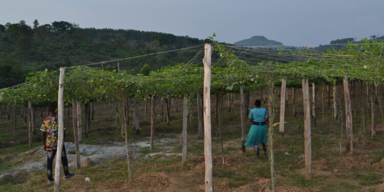 Passion fruit farm for irrigration