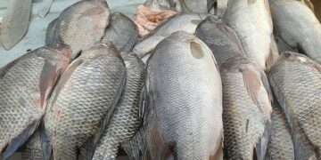 The Fisheries and Aquaculture Act, 2022 Act and the right to food for fishing communities in Uganda