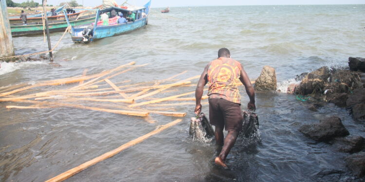 A man carries Nile Perch at Kasenyi Landing site